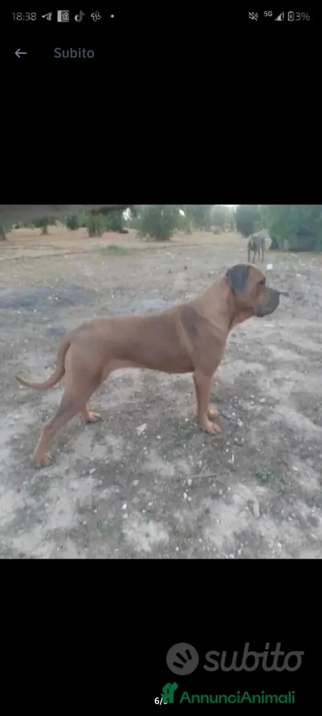 Cane Corso cani in vendita: Cane corso originale  a Libero consorzio comunale di Ragusa - Annuncio 6