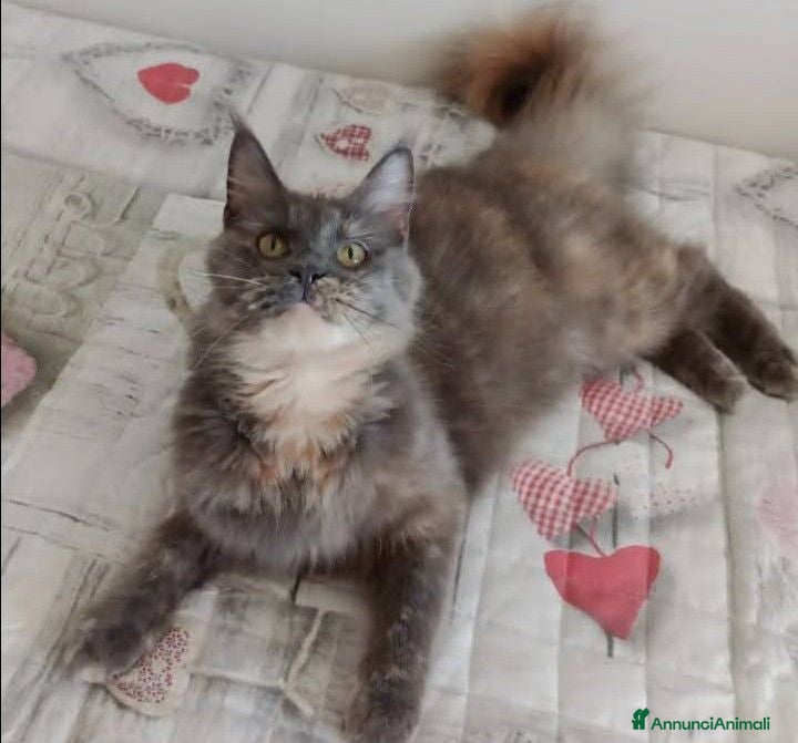Maine Coon gatti Gattini Maine Coon  - Annuncio 1
