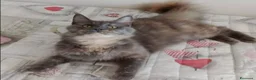 Maine Coon gatti in vendita: Gattini Maine Coon  - Annuncio 1