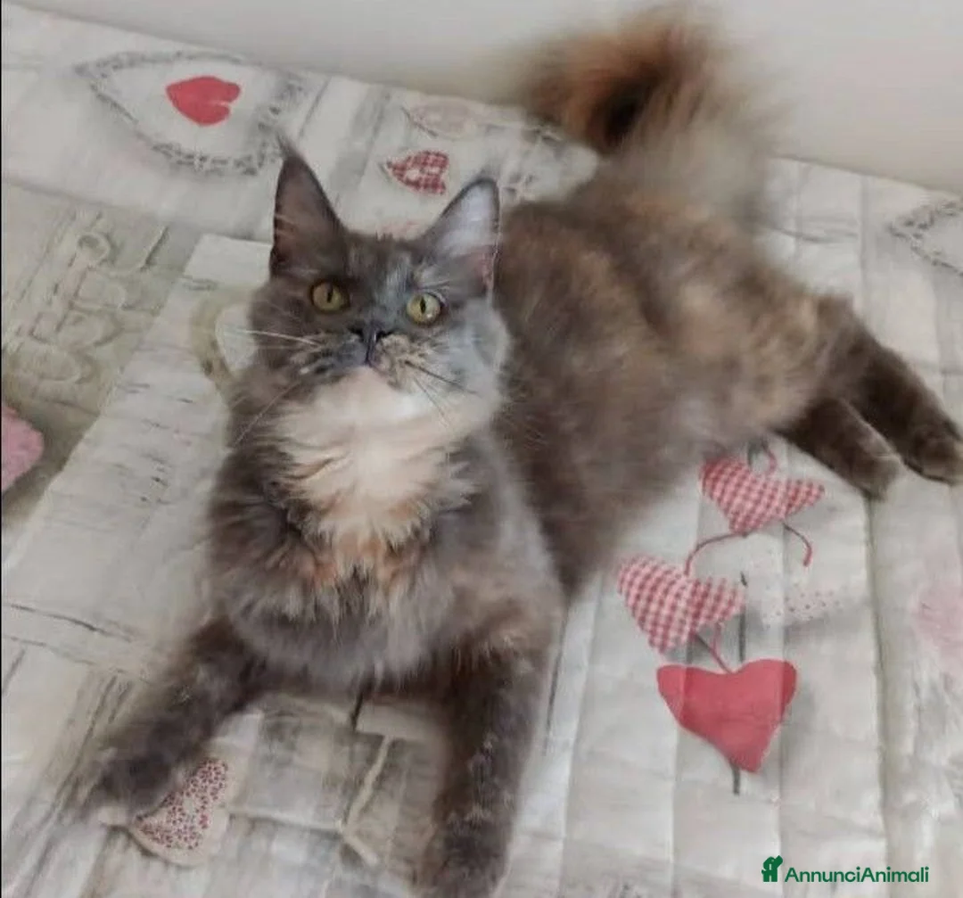 Maine Coon gatti in vendita: Gattini Maine Coon  - Annuncio 1