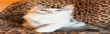 Maine Coon 5