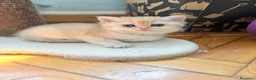 British gatti in vendita: British Golden  - Annuncio 8