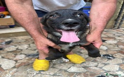 Altre razze cani in regalo: Cuccioli  a Provincia di Brescia - Immagine 7