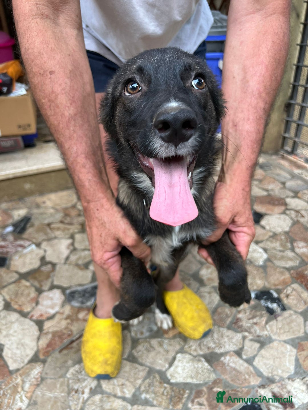 Altre razze cani in regalo: Cuccioli  a Provincia di Brescia - Immagine 7