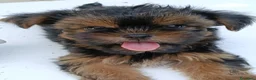 Yorkshire cani in vendita: CHICA - Annuncio 9