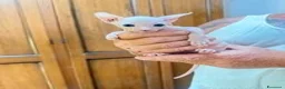 Sphynx gatti in vendita: Gattini Sphynx - Annuncio 3