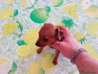 Pinscher Miniatura cani Pinscher nani toy super cuccioli taglia piccola - Annuncio 3