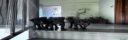 Pitbull cani in vendita: Pitbull UKC  - Annuncio 8