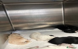 Altre razze cani in regalo: 🆘 CUCCIOLI CERCANO CASA  - Immagine 11