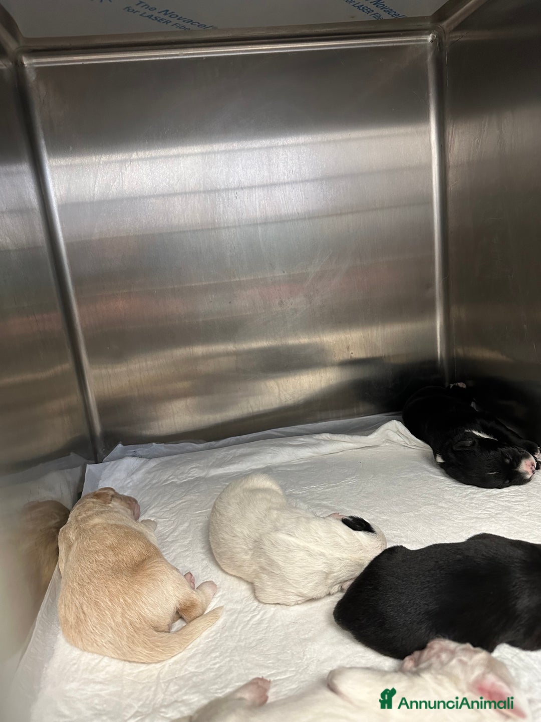 Altre razze cani in regalo: 🆘 CUCCIOLI CERCANO CASA  - Immagine 11
