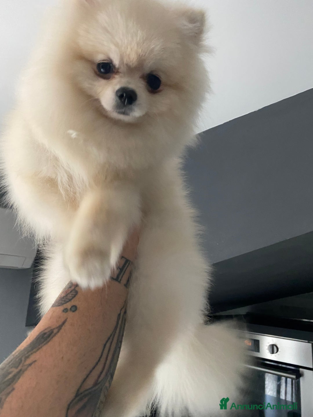 Spitz cani per accoppiamento: Cercasi Femmina Roma a Città metropolitana di Roma Capitale - Immagine 4