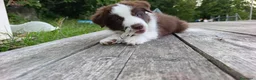 Border Collie cani in vendita: Cuccioli di Border Collie - Annuncio 12
