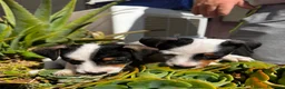 Jack Russell cani in vendita: Jack russell  - Annuncio 4
