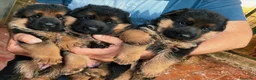 Meticcio cani in vendita: test annuncio - Annuncio 2