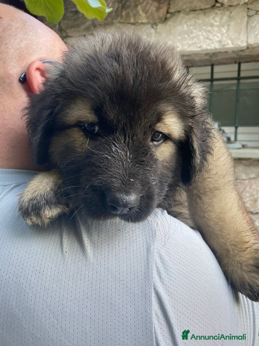 Pastore del Caucaso cani in vendita: Cuccioli pastori del Caucaso a Provincia di Savona - Immagine 3