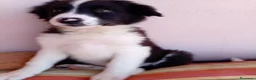 Border Collie cani in regalo: 🐾❤️Nando cerca casa 🐾❤️ - Annuncio 3