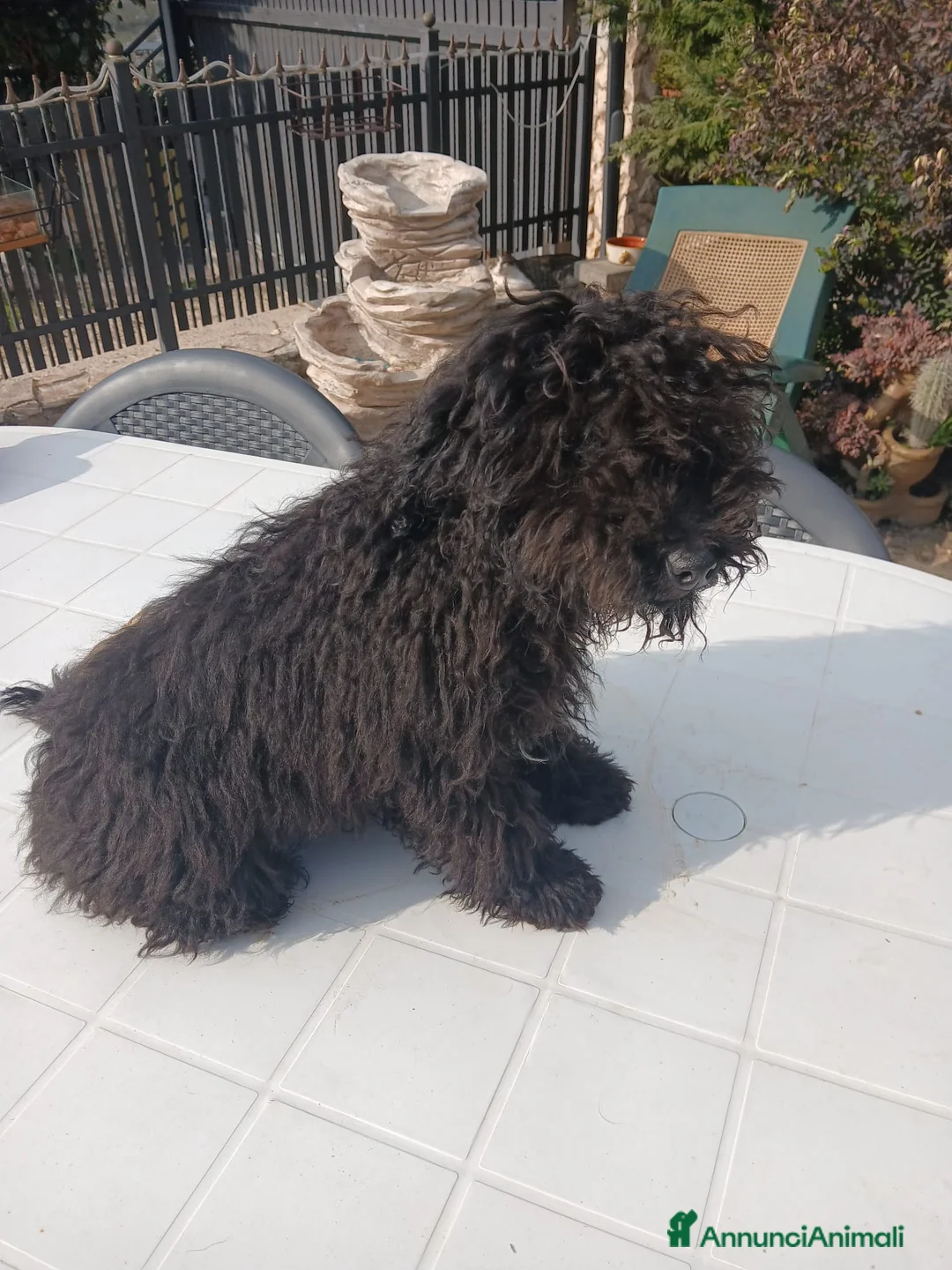 Barboncino cani in vendita: Barboncino nano nero cerca nuova famiglia  a Provincia di Foggia - Annuncio 2