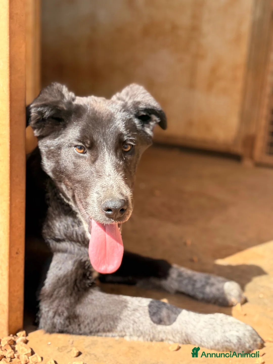 Meticcio cani in regalo: Milo❤️ - Annuncio 4