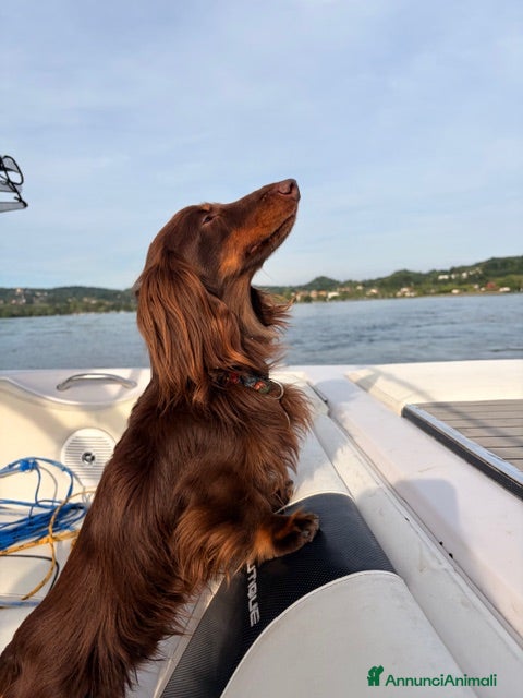 Bassotto cani Bassotto pelo lungo maschio per accoppiamento. - Annuncio 2
