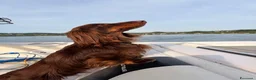 Bassotto cani per accoppiamento: Bassotto pelo lungo maschio per accoppiamento. - Annuncio 1