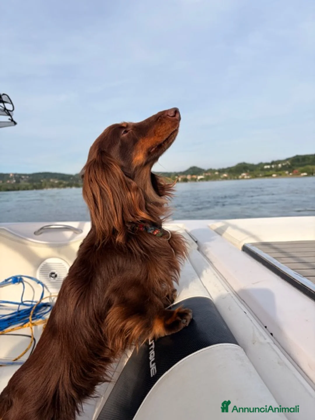 Bassotto cani per accoppiamento: Bassotto pelo lungo maschio per accoppiamento. - Annuncio 1