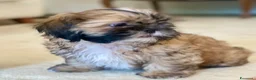 Shih Tzu cani in vendita: Cuccioli Shih Tzu pronti a settembre! - Annuncio 2