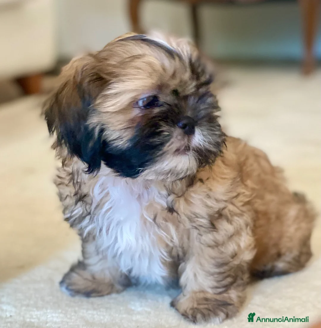 Shih Tzu cani in vendita: Cuccioli Shih Tzu pronti a settembre! - Annuncio 2