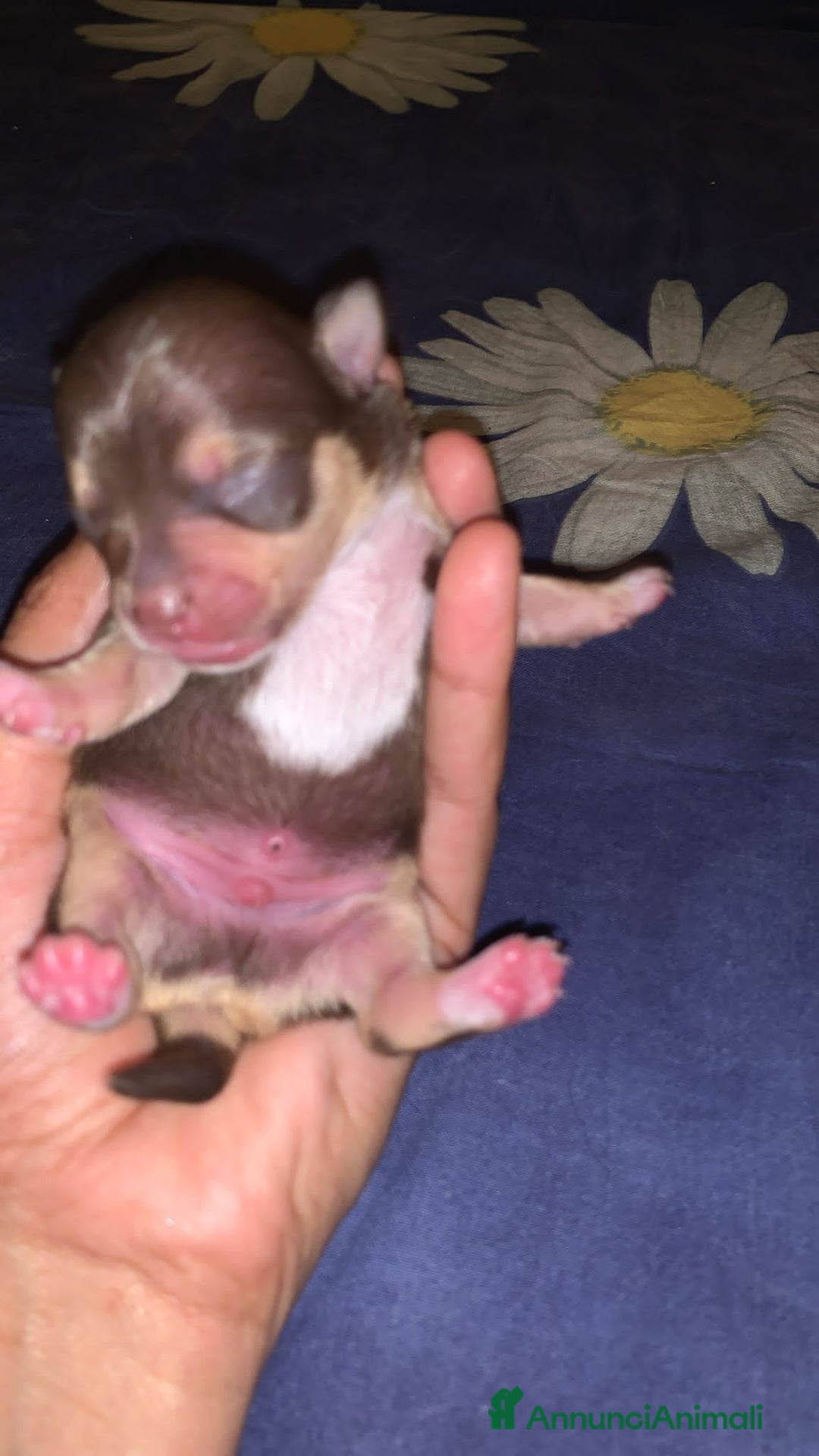 Meticcio cani in vendita: Vedo chihuahua. Invocato  - Annuncio 6