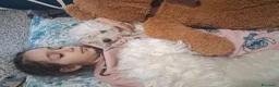 Maltese cani in vendita: Maltesi  a Città metropolitana di Milano - Annuncio 3
