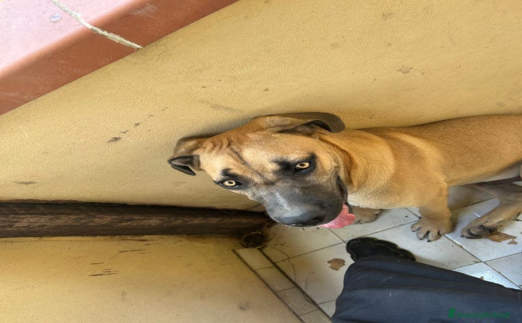 Cane Corso cani a Libero consorzio comunale di Ragusa - Annuncio 1