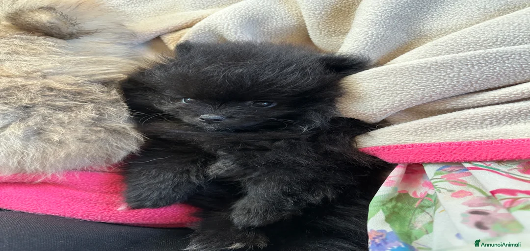 Immagine della galleria {{count}}