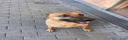 Meticcio cani in regalo: ARGO CERCA CASA - Annuncio 14