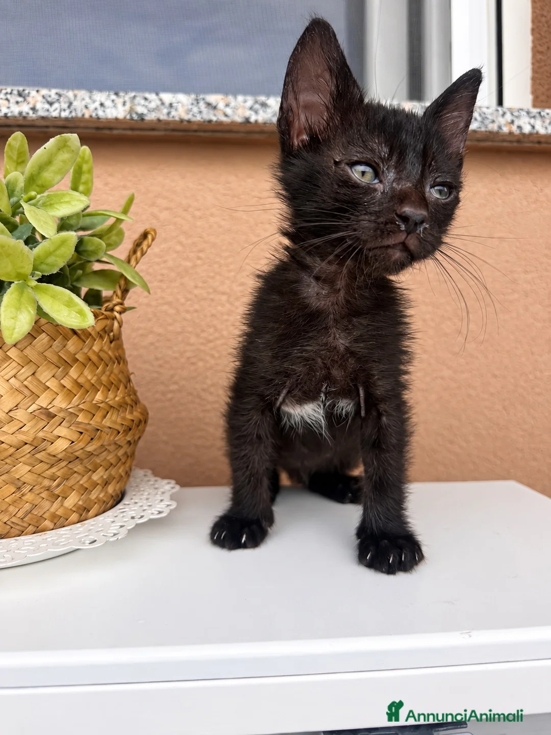 Meticcio gatti in regalo: Gattino cerca famiglia amorevole  - Annuncio 6