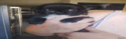 Chihuahua cani in vendita: Cuccioli di chihuahua  - Annuncio 2