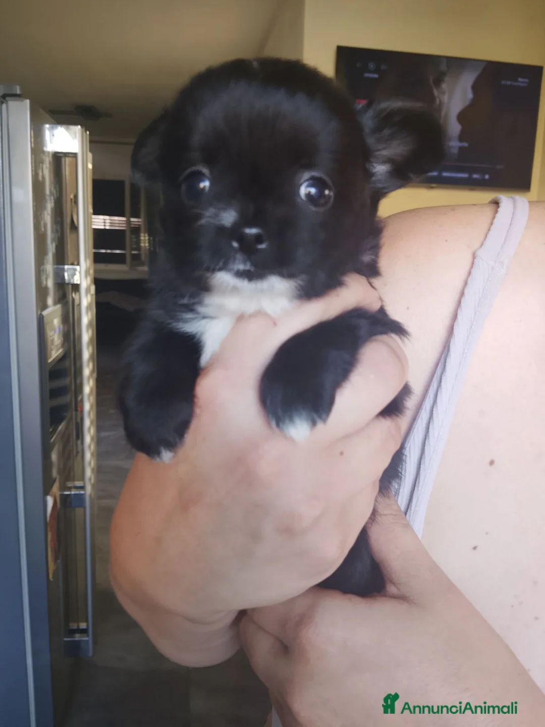 Chihuahua cani in vendita: Cuccioli di chihuahua  - Annuncio 2