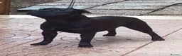 Staffordshire cani in vendita: Cuccioli staffordshire bull terrier a Città metropolitana di Roma Capitale - Annuncio 2