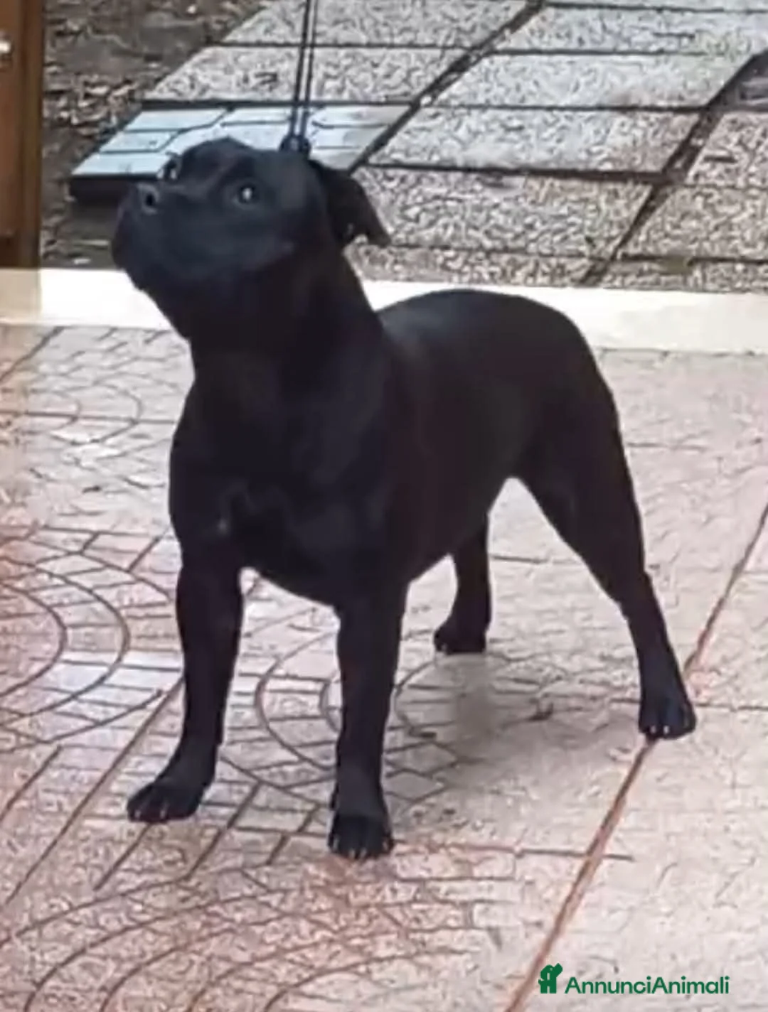 Staffordshire cani in vendita: Cuccioli staffordshire bull terrier a Città metropolitana di Roma Capitale - Annuncio 2