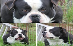 American Bully cani in vendita: Cuccioli di american Bully pocket  - Annuncio 2