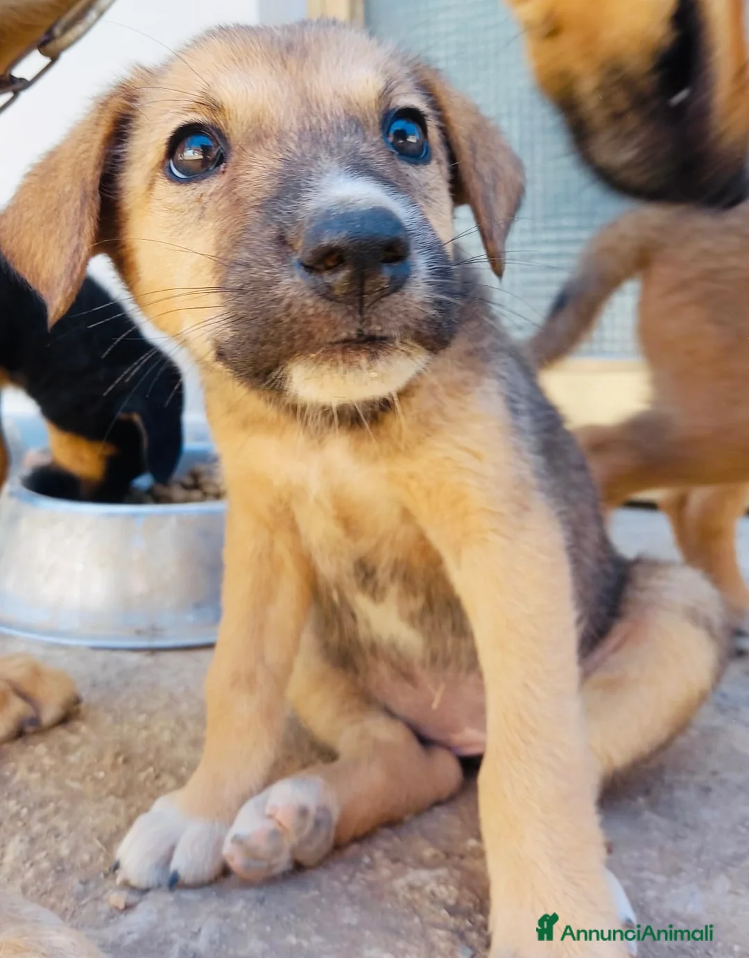 Altre razze cani in regalo: Cuccioli in regalo - Annuncio 2