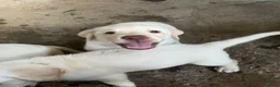 Labrador cani in vendita: Cuccioli di Labrador - Annuncio 8