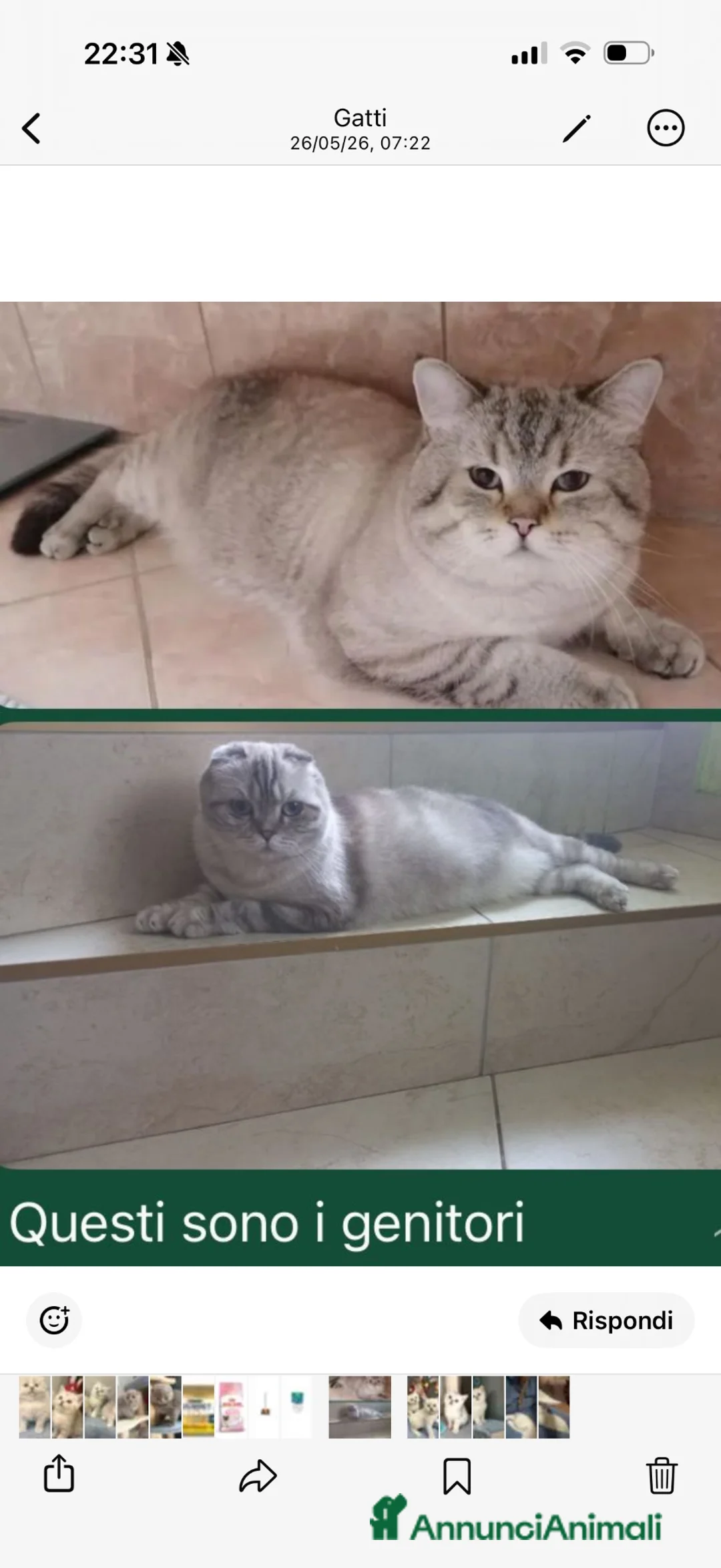 Scottish gatti in vendita: Gattino schottish bianco con occhi azzurri - Annuncio 2