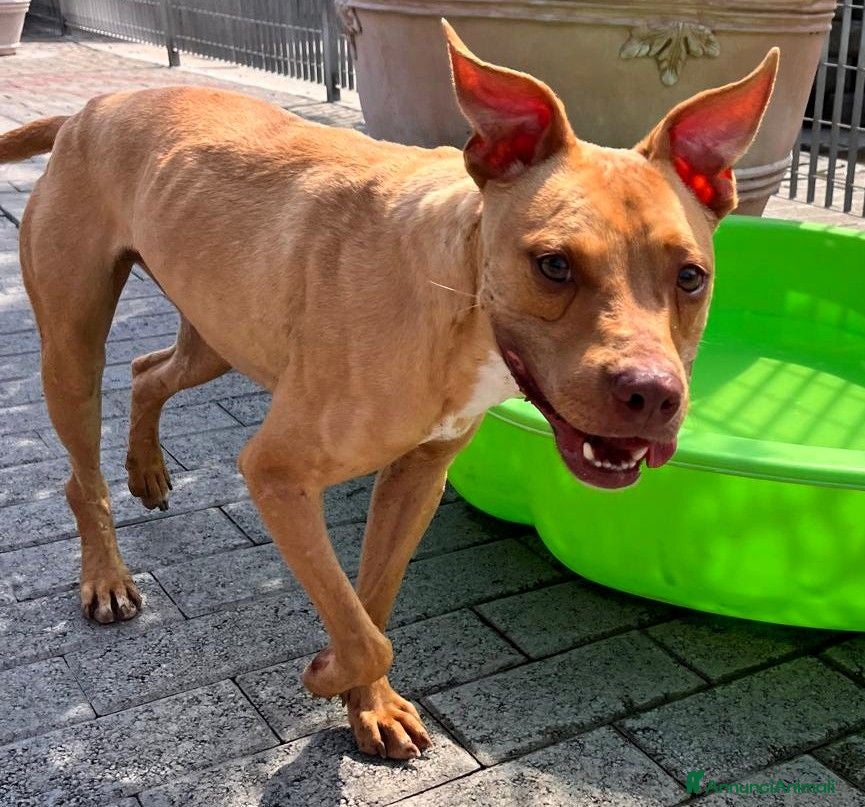 Meticcio cani CARLETTO PIT BULLINO - Annuncio 2