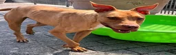 Meticcio cani in regalo: CARLETTO PIT BULLINO - Annuncio 1