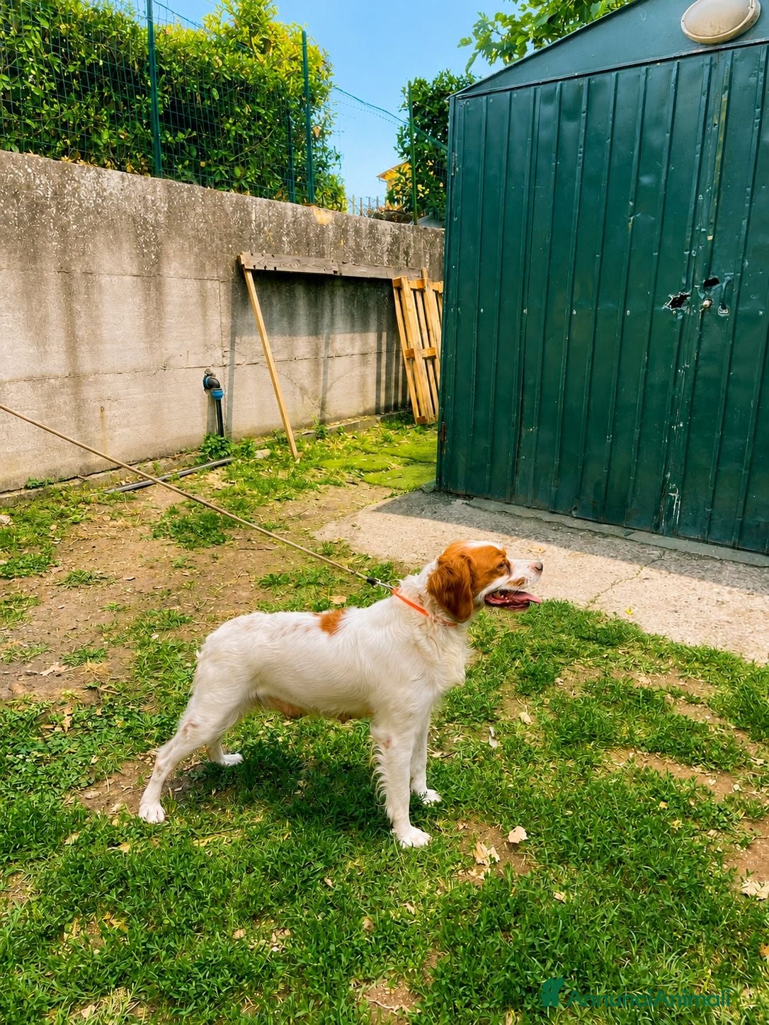 Breton cani Breton  - Annuncio 1