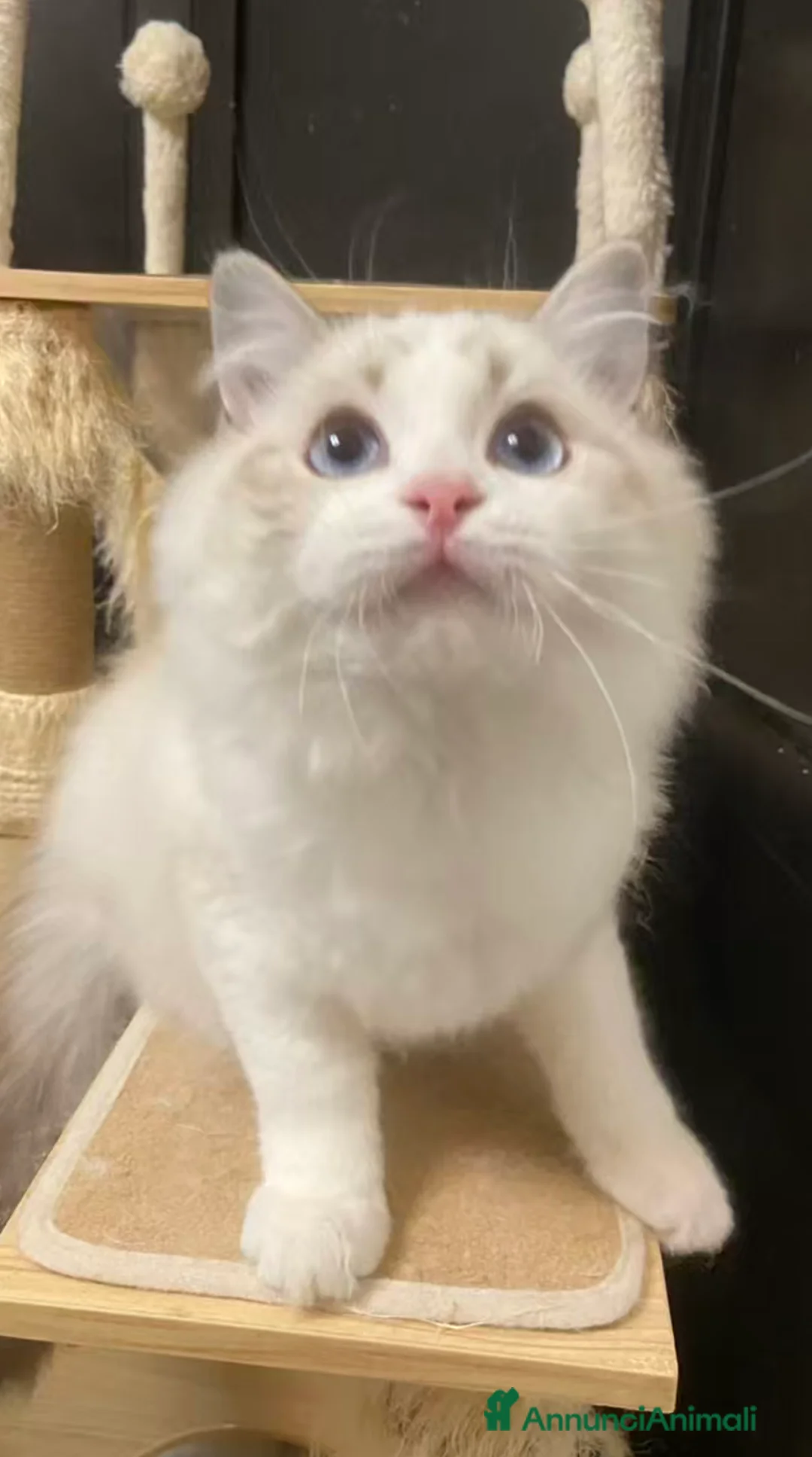 Ragdoll gatti in vendita: Ragdoll gattini - Annuncio 4