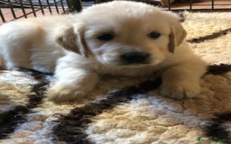 Golden Retriever cani in vendita: Cuccioli di golden retriever - Immagine 1