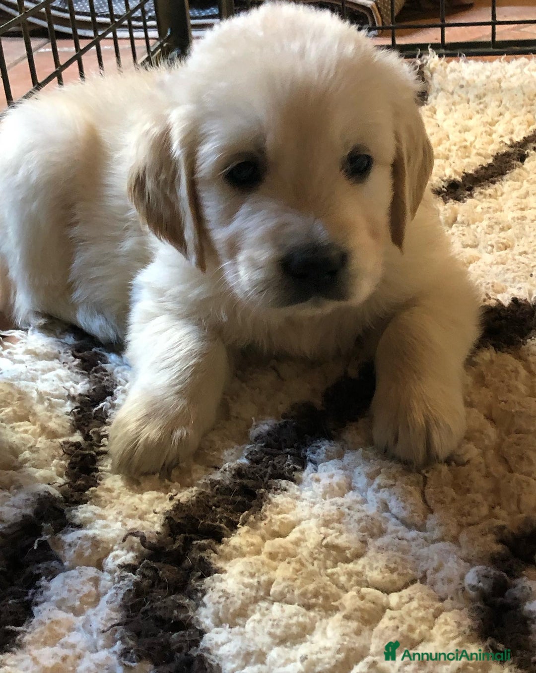 Golden Retriever cani in vendita: Cuccioli di golden retriever - Immagine 1