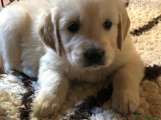 Golden Retriever cani in vendita - Annuncio 1