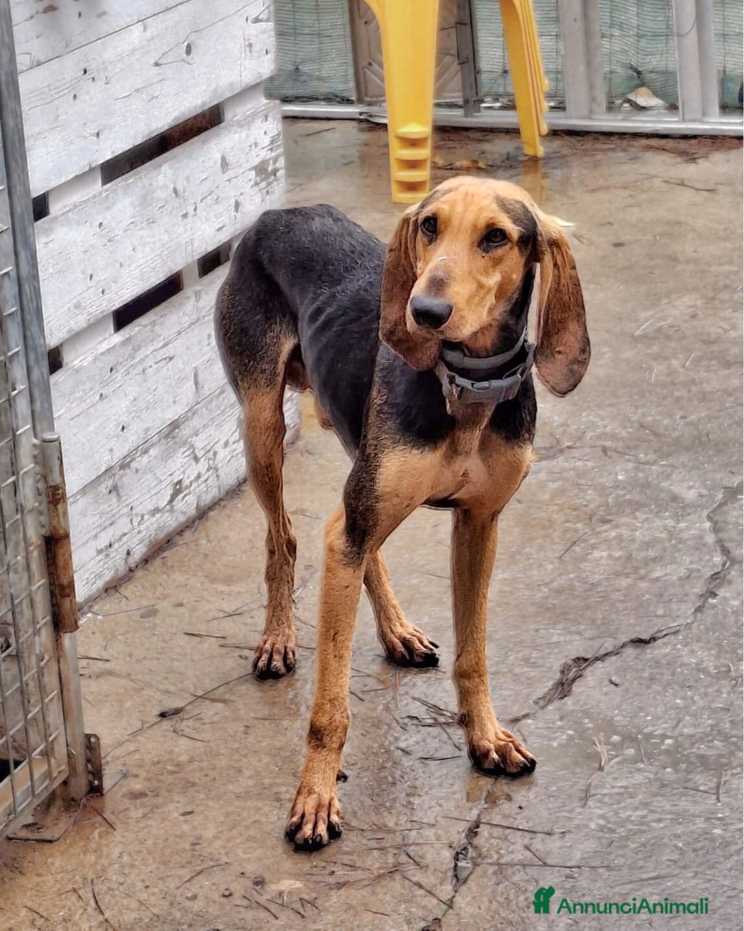 Segugio cani in regalo: BOBO 💙 -segugio mite e delicato, nessuno chiama🥺 - Annuncio 4
