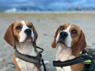 Beagle cani Adozione mamma e figlio beagle - Annuncio 2